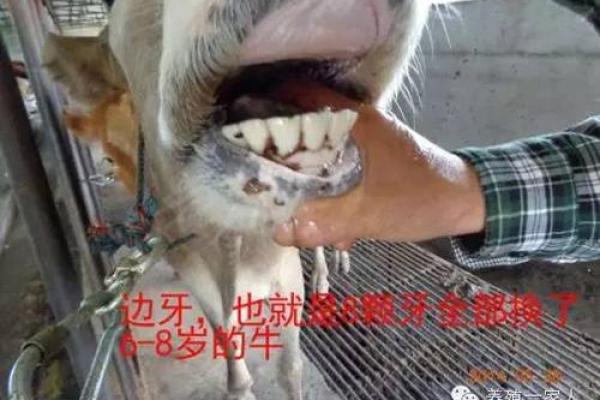 生肖狗牛进食命运分析：食物的奥秘与吉凶运势的联系