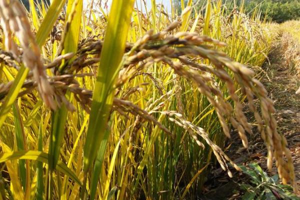 属虎男性命运解析:44岁男性的生命轨迹与发展之道 属虎男性命运解析:44岁男性的生命轨迹与发展之道