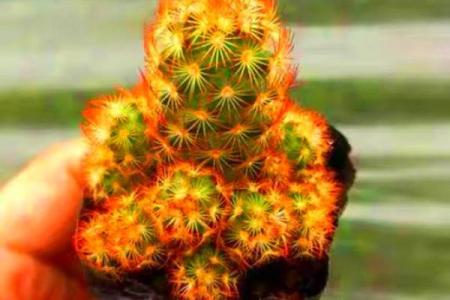 适合木命人的办公桌花卉推荐，让工作更舒心愉悦！