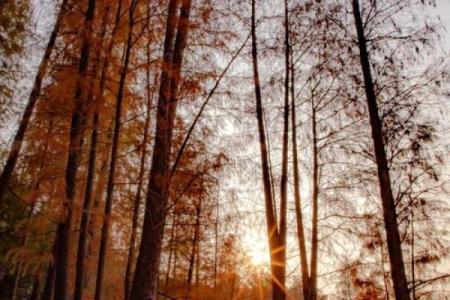 十月出生的命格解析：秋天的气息与人生的智慧