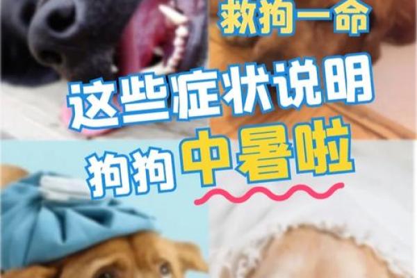 礼物的力量：这些物品能在关键时刻救人一命