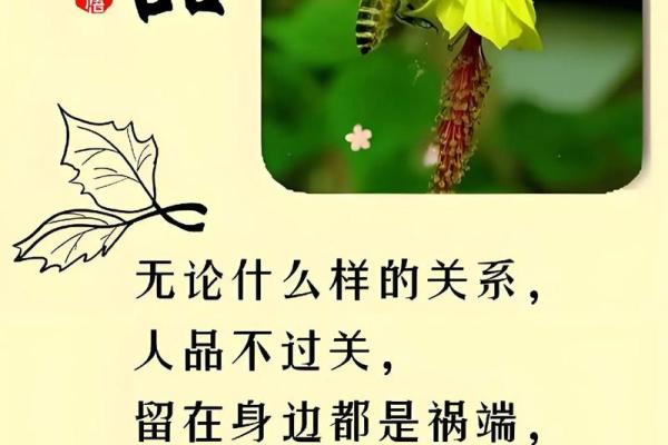 属猴人的真命贵人探寻与人生指南 属猴人的真命贵人探寻与人生指南