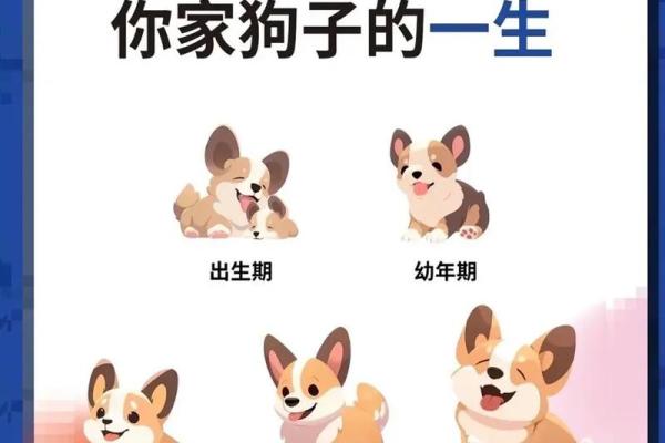 七四年出生的人命运解析:解读属狗之人的人生旅程 七四年出生的人命运解析:解读属狗之人的人生旅程