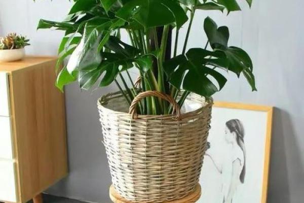 石榴木命的人适合养哪些植物？探寻人生与自然的和谐共生