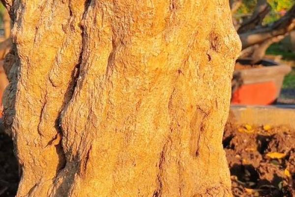 石榴木命的人适合养哪些植物？探寻人生与自然的和谐共生