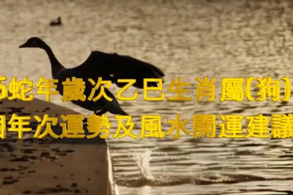 蛇与狗：揭开生肖命理中不为人知的秘密