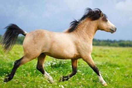 马与鸡的命理之谜：生肖搭配的奇妙缘分