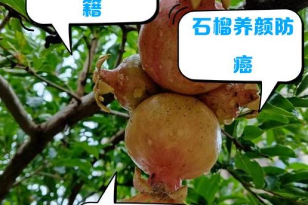 石榴木命女性与哪种命最配？探寻命理中的完美结合