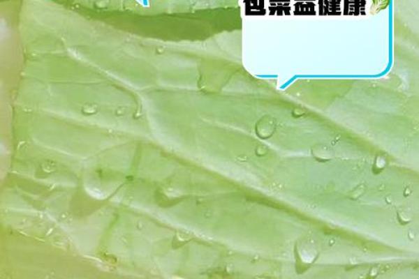 包菜命的独特人生哲学与命运探讨