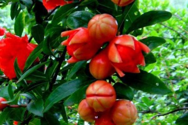 石榴木命旺财攻略：适合佩戴的吉祥饰物与风水常识