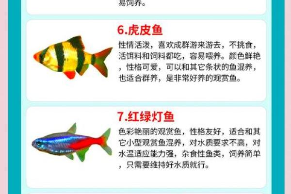 属狗水命人最适合养的鱼类解析与推荐 属狗水命人最适合养的鱼类解析与推荐
