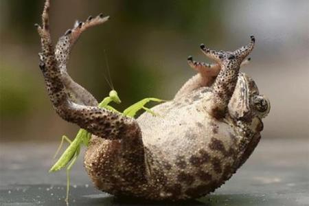 属猴人6月出生，生命之路的独特智慧与魅力