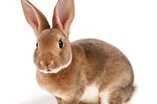 属兔人最吉利的颜色，增运与旺财的神奇秘密