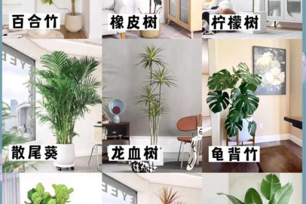 石榴木命男人的植物养护指南：让生活更添生机与快乐！