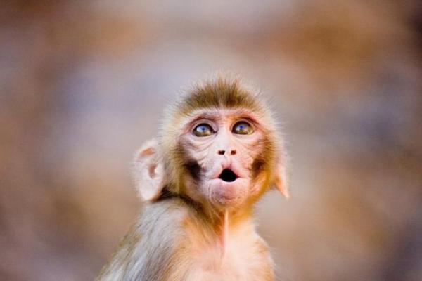 属猴申时猴林中玩:探寻命运与阴阳的奇妙之旅 属猴申时猴林中玩:探寻命运与阴阳的奇妙之旅