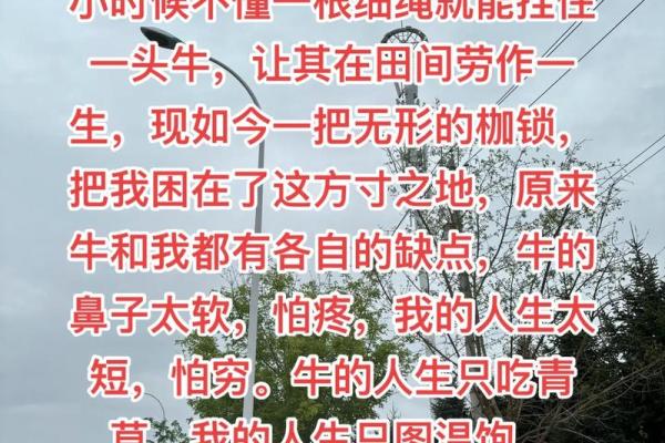 属牛女孩命硬的深层解读与人生启示 属牛女孩命硬的深层解读与人生启示