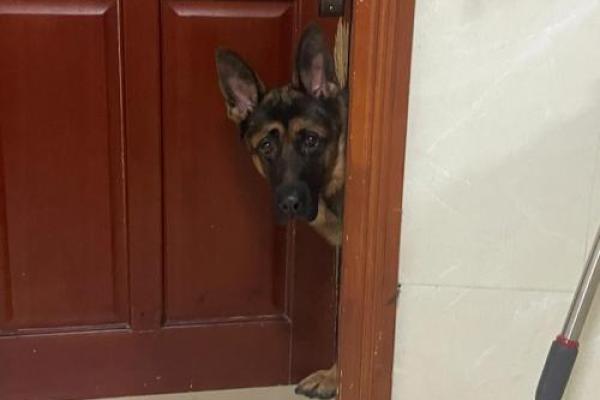 牛宝宝与狗巡视:寻觅财富与幸福的命运之旅 牛宝宝与狗巡视:寻觅财富与幸福的命运之旅