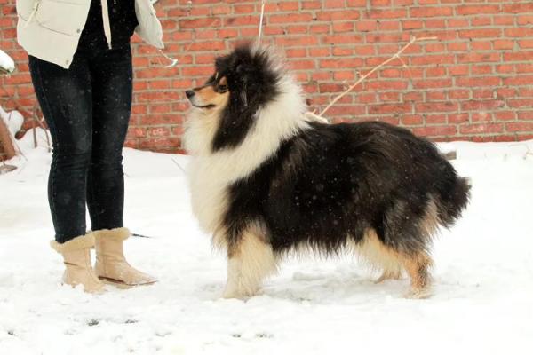 牛宝宝与狗巡视:寻觅财富与幸福的命运之旅 牛宝宝与狗巡视:寻觅财富与幸福的命运之旅