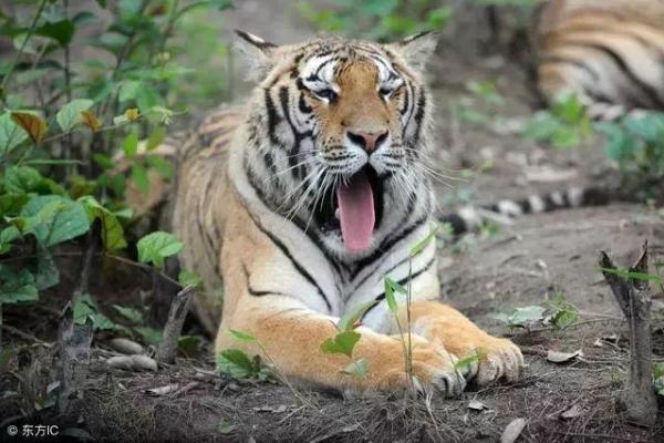 属虎金命者的穿衣指南:如何选择最适合你的风格 属虎金命者的穿衣指南:如何选择最适合你的风格