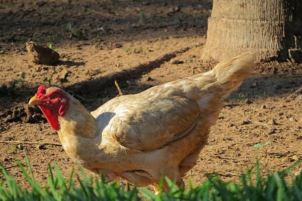 不同动物的天生命星：揭示属于你的幸运象征