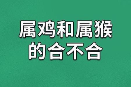 属鸡人的命格解析：他们的命运与性格的深度联系