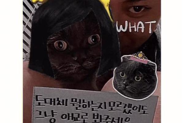 视猫如命的爱：那些不求回报的陪伴与温暖