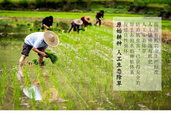 三颗米的命运:细腻生活中的深刻启示 三颗米的命运:细腻生活中的深刻启示