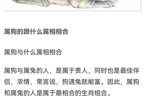 属狗49岁那年的命运解读与人生启示