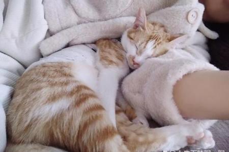 视猫如命的爱：那些不求回报的陪伴与温暖