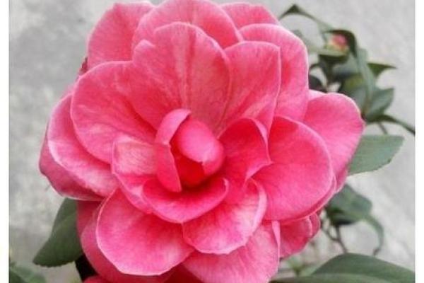 属羊路旁土命养什么花好？适合打造幸福园艺空间的推荐！