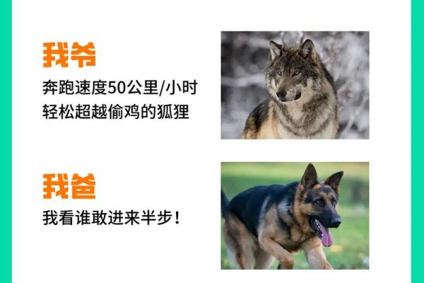 属狗的初七命运解析:解读狗年初七出生者的性格与人生轨迹 属狗的初七命运解析:解读狗年初七出生者的性格与人生轨迹