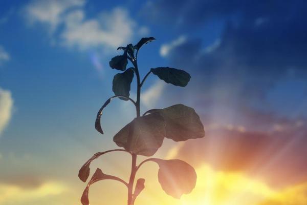 揭秘1972年出生男人的命运与性格,探寻其生活的真谛 揭秘1972年出生男人的命运与性格,探寻其生活的真谛