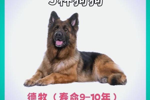 属狗火命的交运时机与生活启示