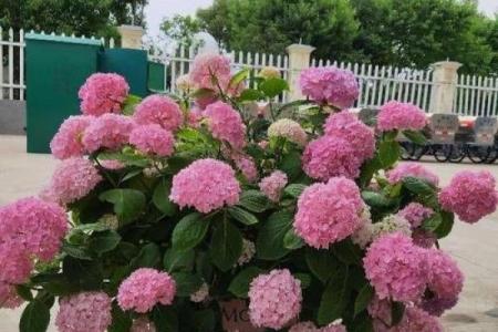 属羊路旁土命养什么花好？适合打造幸福园艺空间的推荐！