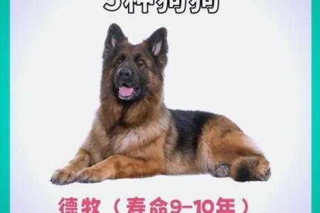 属狗火命的交运时机与生活启示