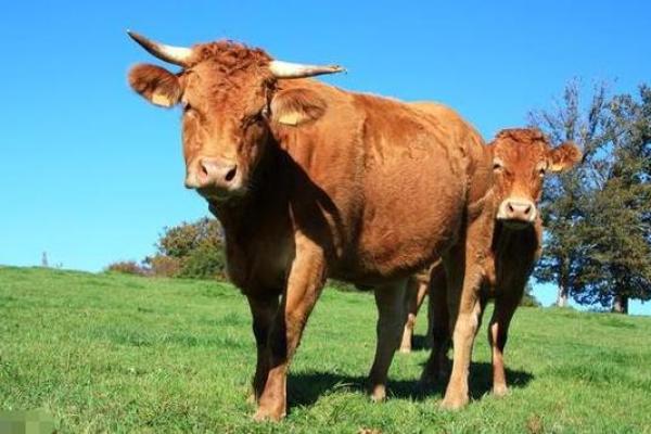 属牛的37年生人是什么命?一探究竟! 属牛的37年生人是什么命?一探究竟!