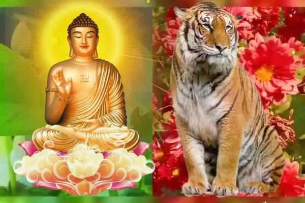 属虎人出生年份及命理解析:让我们一起了解生肖的奥秘! 属虎人出生年份及命理解析:让我们一起了解生肖的奥秘!