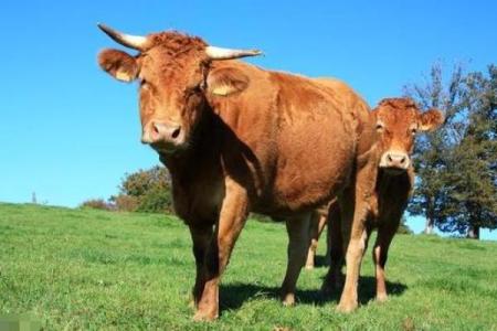 属牛的37年生人是什么命？一探究竟！