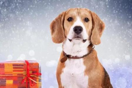 属狗男人的命理解析：70年出生的他们为何引人注目？