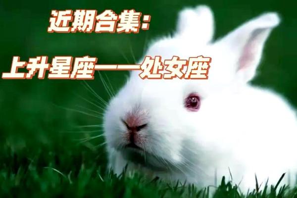 属马的处女座命格解析:细腻与奔放的完美结合 属马的处女座命格解析:细腻与奔放的完美结合