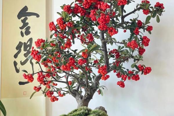 山头火命适合养哪些树？解锁五种最佳选择！