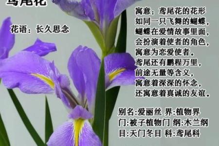 花语与生命的交织：你是我的命，象征着爱情的花朵与情感的细腻