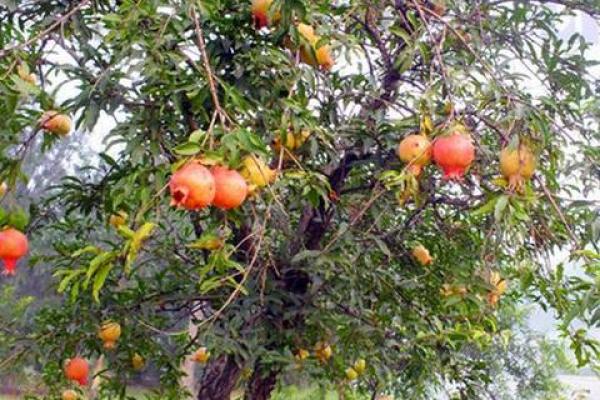 石榴木命与最佳搭配命理分析,揭秘和谐共生的秘诀! 石榴木命与最佳搭配命理分析,揭秘和谐共生的秘诀!