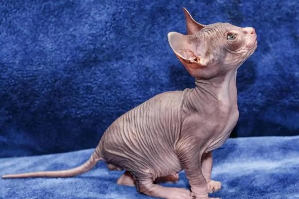 神秘动物：为什么猫被称为拥有九条命的生物？