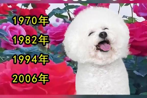 生肖狗过了40岁，命运转折与生活智慧