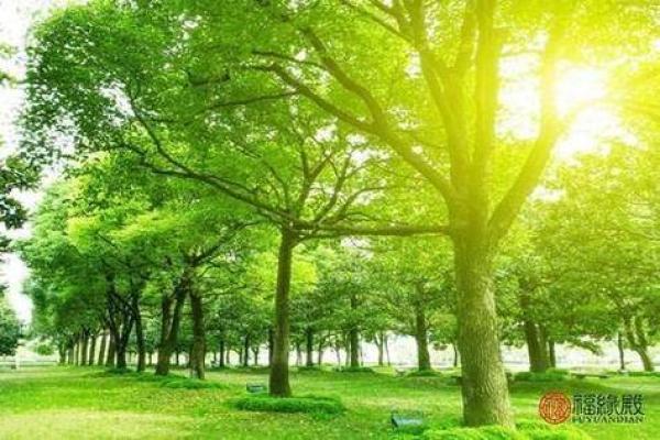 木命之人最忌讳的五大禁忌,了解后让你避开厄运! 木命之人最忌讳的五大禁忌,了解后让你避开厄运!