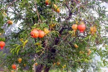 石榴木命与最佳搭配命理分析，揭秘和谐共生的秘诀！