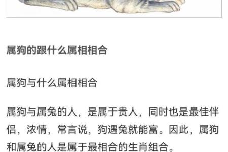 属狗人的命运解析：狗年出生的命里有几分风水与运势？