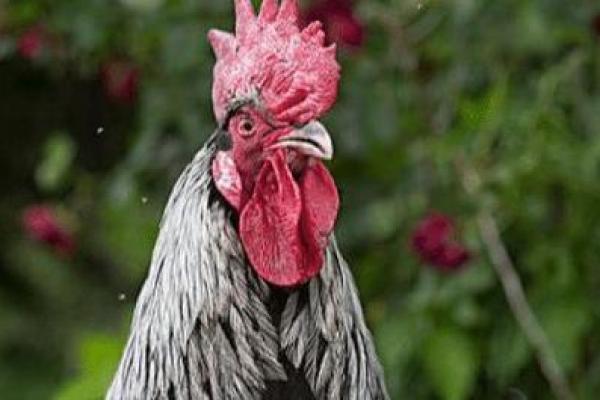 属鸡者凌晨出生,揭示命理的深奥秘密! 属鸡者凌晨出生,揭示命理的深奥秘密!