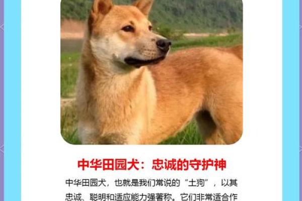 属狗的命理解析：它究竟是金命还是木命？